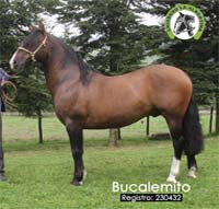 Bucalemito 230432